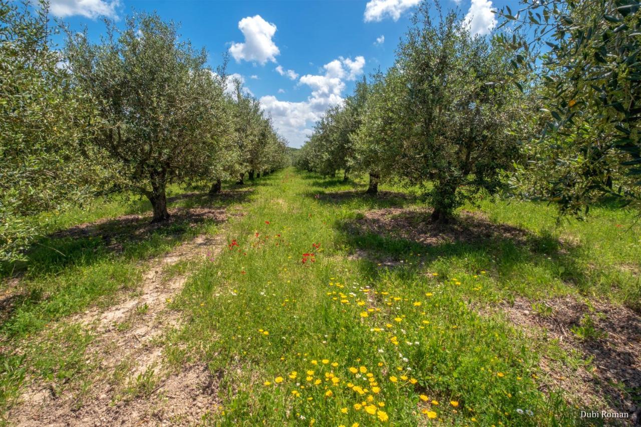 Amikam Meshek 81 משק 81 עמיקם Villa Luaran gambar