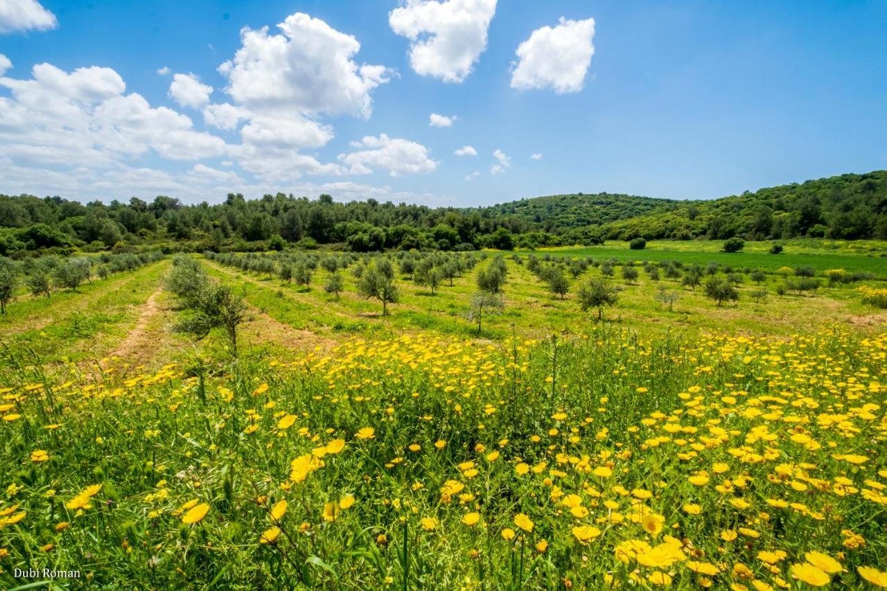 Amikam Meshek 81 משק 81 עמיקם Villa Luaran gambar