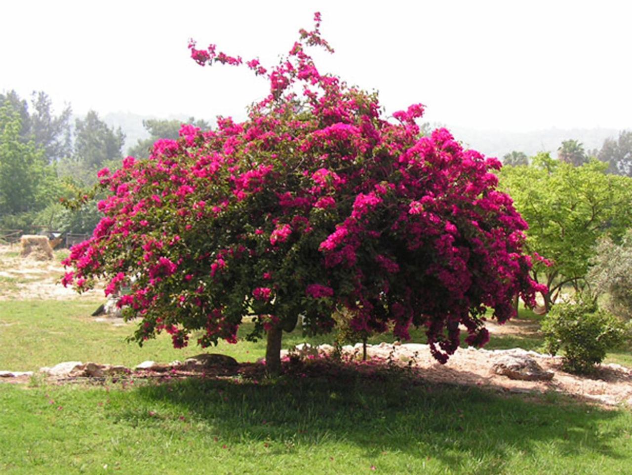 Amikam Meshek 81 משק 81 עמיקם Villa Luaran gambar