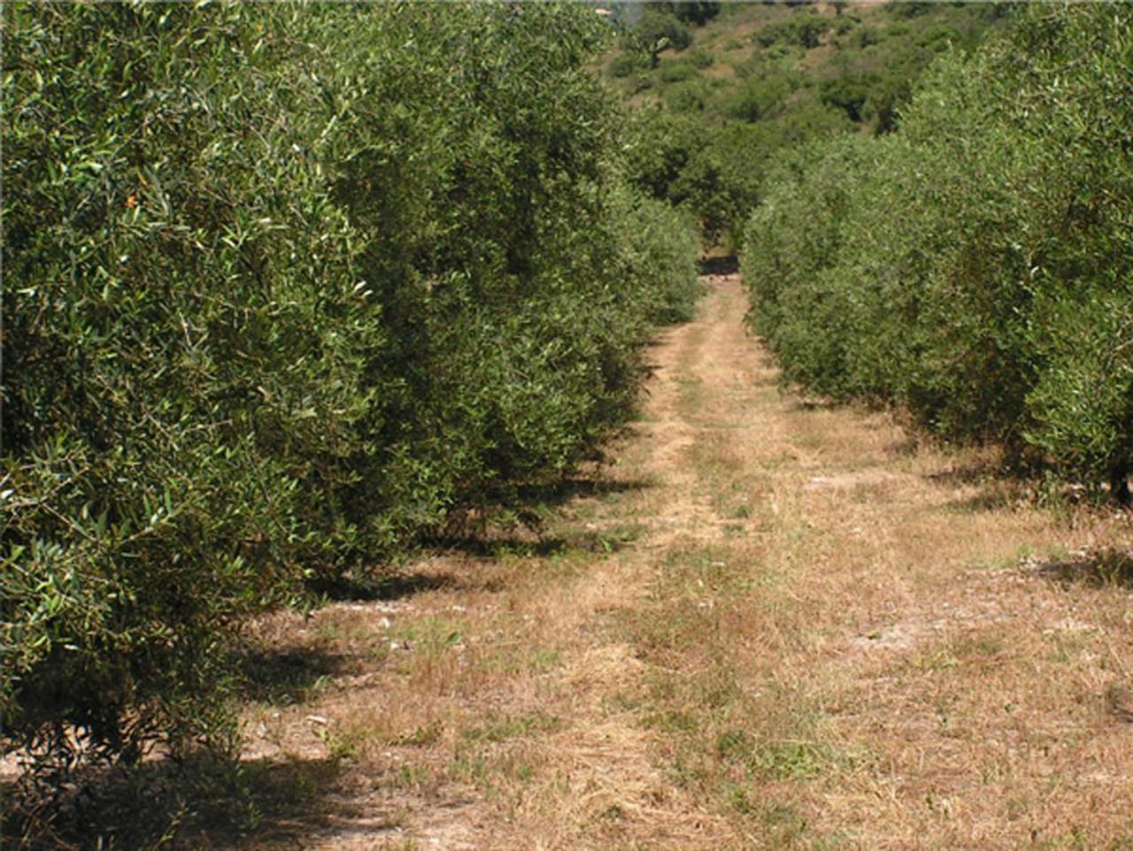 Amikam Meshek 81 משק 81 עמיקם Villa Luaran gambar